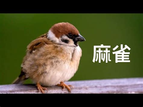 自來麻雀